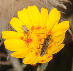 Oedemera barbara