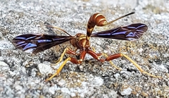 Labeninae