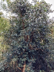 Camellia oleifera