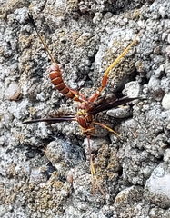 Labeninae