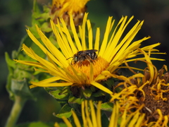 Tetraloniella