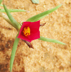 Portulaca kermesina image