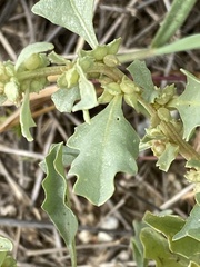Atriplex muelleri