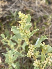 Atriplex muelleri