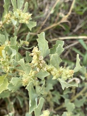 Atriplex muelleri