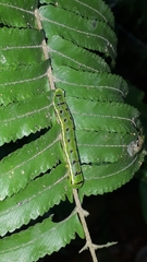 Callopistria floridensis