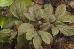 Paeonia caucasica