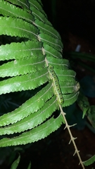 Callopistria floridensis