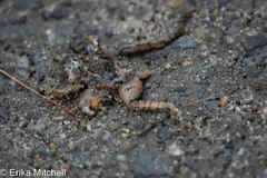 Lithobates palustris