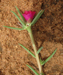 Portulaca kermesina image