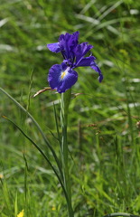 Iris latifolia