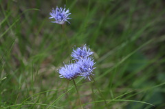 Jasione laevis