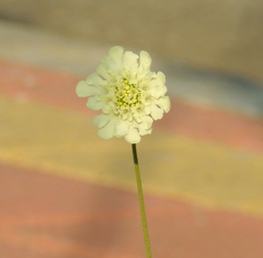 Scabiosa bipinnata