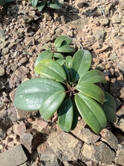 Rhodomyrtus tomentosa