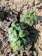 Rhodomyrtus tomentosa