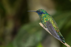 Colibri
