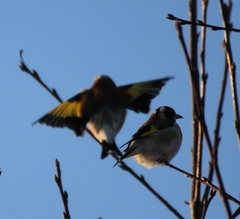 Carduelis carduelis