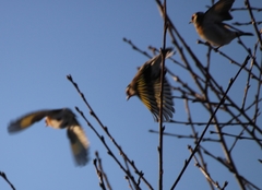 Carduelis carduelis