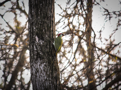 Picus viridis