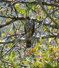 Accipiter griseiceps