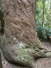 Agathis microstachya