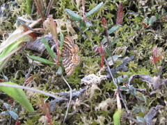 Epelis truncataria