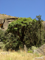 Cussonia paniculata