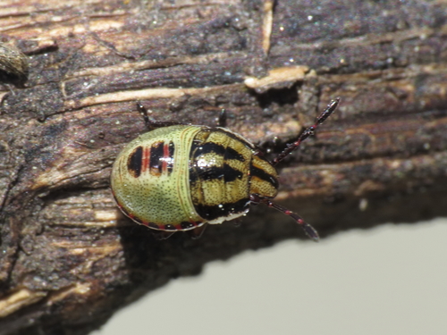 Gorse Shield Bug
