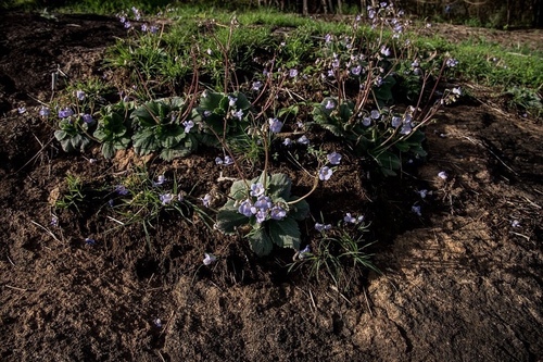 Henckelia incana, photograph 6