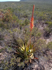 Aloe glauca