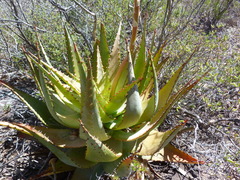 Aloe glauca