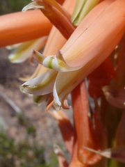 Aloe glauca