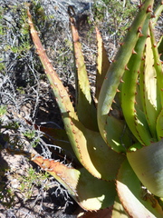 Aloe glauca