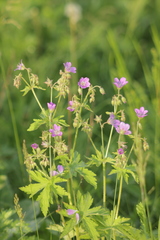 Geranium sylvaticum