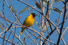 Ploceus melanocephalus