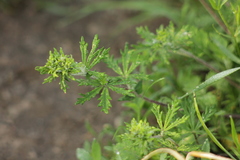 Potentilla argentea