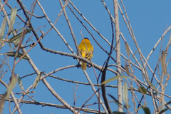 Ploceus melanocephalus