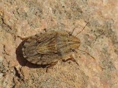 Sciocoris sulcatus