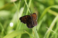 Melitaea diamina