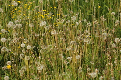 Taraxacum officinale