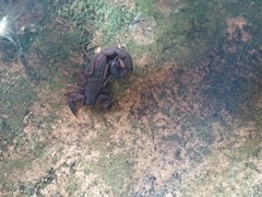 Centruroides granosus