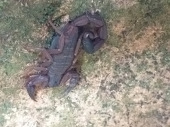 Centruroides granosus