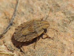 Sciocoris sulcatus