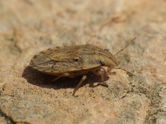 Sciocoris sulcatus