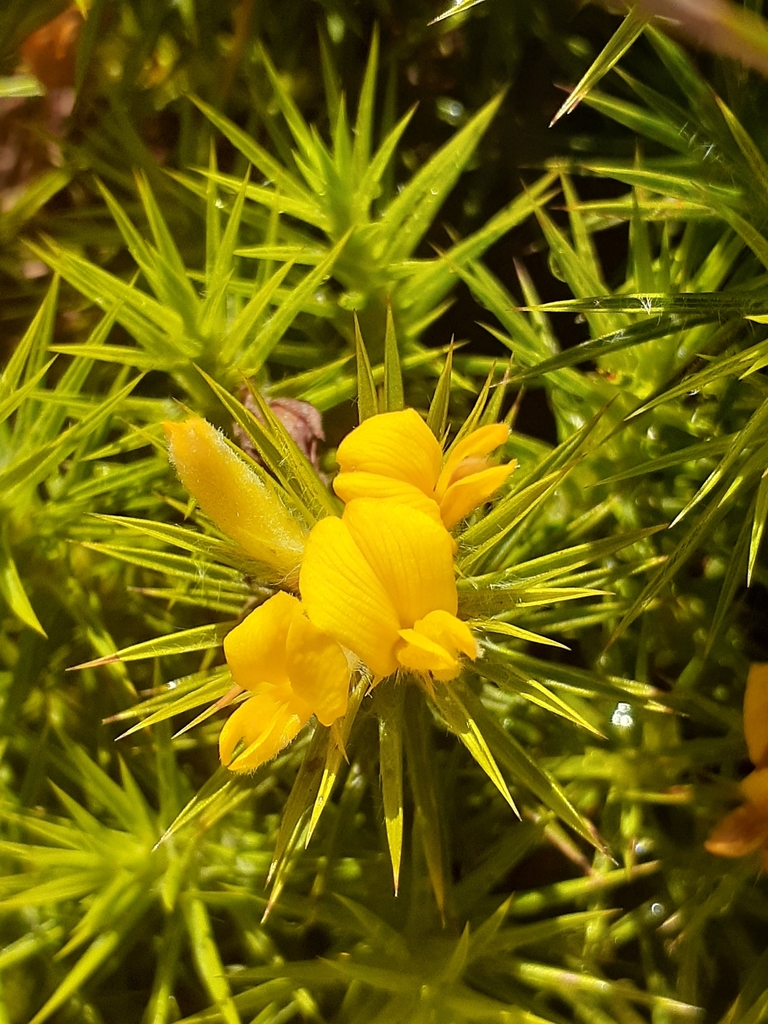 Beard Capegorse