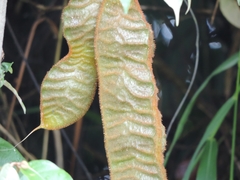 Mucuna urens