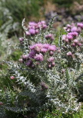 Carduus carlinoides