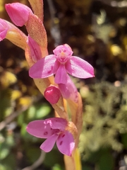 Disa vaginata