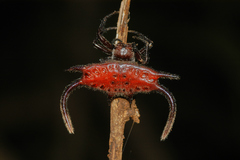 Gasteracantha falcicornis