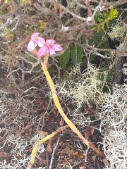 Disa vaginata